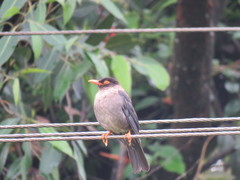 Turdus simillimus