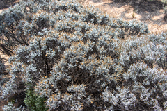 Cratystylis conocephala