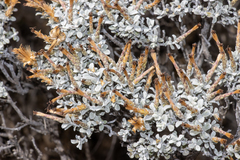 Cratystylis conocephala
