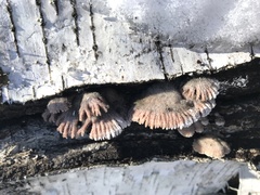 Schizophyllum commune