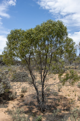 Myoporum platycarpum platycarpum
