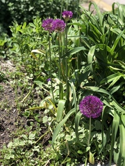 Allium