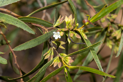 Myoporum platycarpum platycarpum