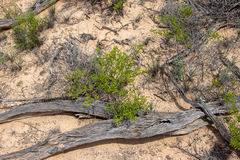 Roepera aurantiaca aurantiaca