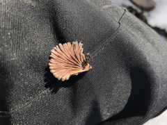 Schizophyllum commune