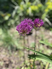 Allium
