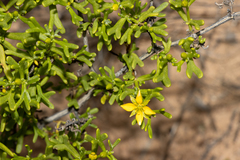 Roepera aurantiaca aurantiaca