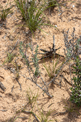 Maireana trichoptera