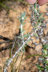 Maireana trichoptera