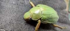 Chrysina laniventris