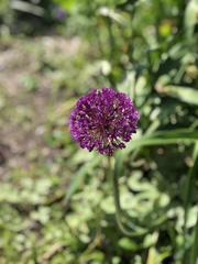 Allium