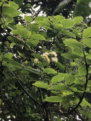 Ehretia dicksonii