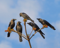 Corvus splendens