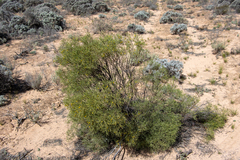 Senna artemisioides quadrifolia