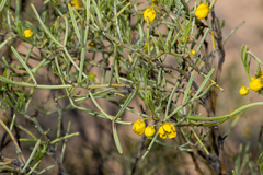 Senna artemisioides quadrifolia