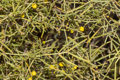 Senna artemisioides quadrifolia