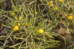 Senna artemisioides quadrifolia