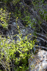 Sisymbrium erysimoides