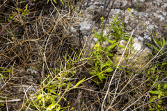 Sisymbrium erysimoides
