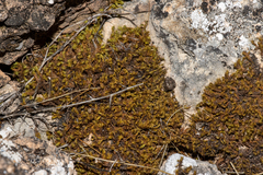 Pseudocrossidium crinitum