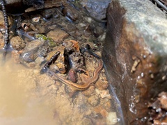 Eurycea chamberlaini