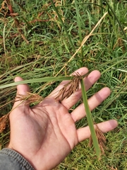 Cyperus longus longus