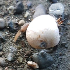 Clypeolum latissimum