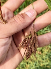 Cyperus longus longus