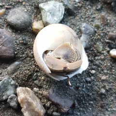 Clypeolum latissimum