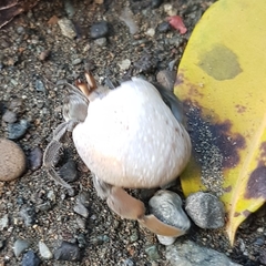 Clypeolum latissimum