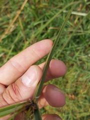 Cyperus longus longus