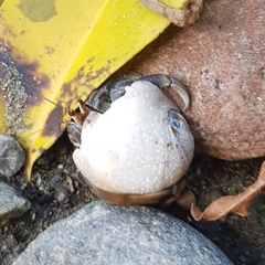 Clypeolum latissimum