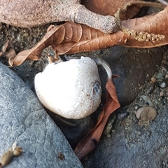 Clypeolum latissimum