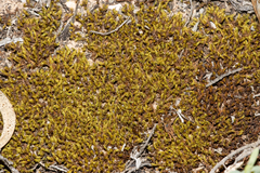 Pseudocrossidium crinitum