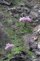 Prunus bucharica