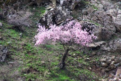 Prunus bucharica