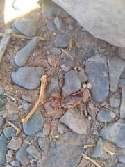 Procleobis patagonicus