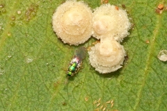 Psyllaephagus bliteus