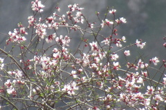 Prunus bucharica