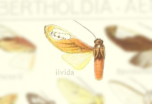 Bertholdia livida