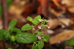 Teucrium argutum