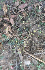 Solanum viarum