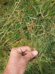 Cyperus fastigiatus