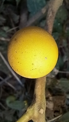 Solanum viarum