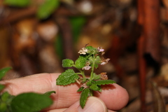 Teucrium argutum