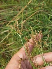 Cyperus fastigiatus