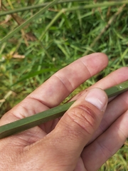 Cyperus fastigiatus