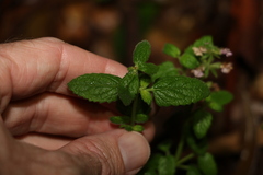 Teucrium argutum