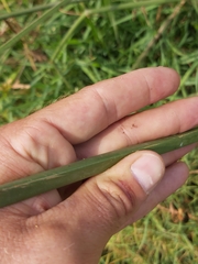 Cyperus fastigiatus