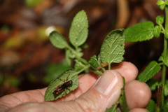 Teucrium argutum